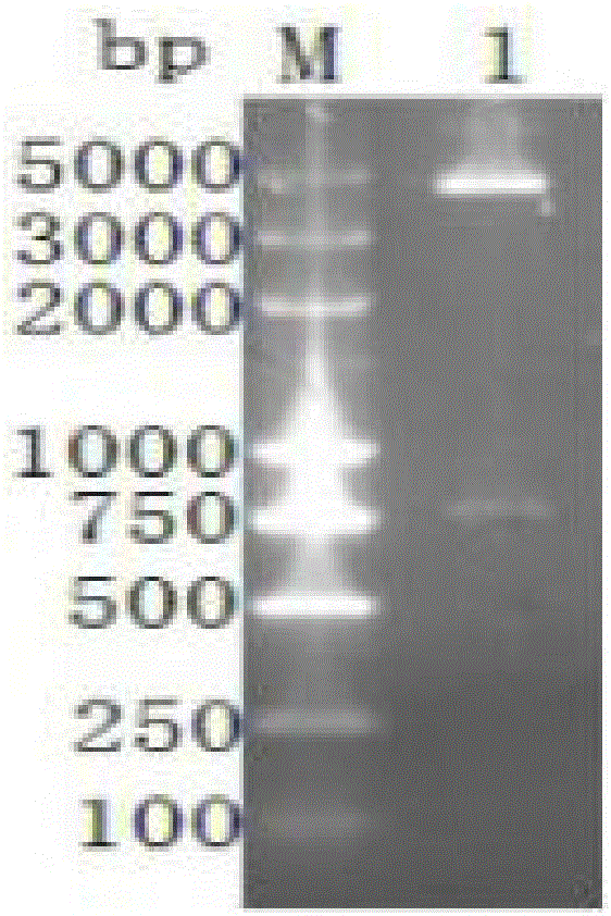 Preparation method of IL-4R resistant single-chain antibody, and application of IL-4R resistant single-chain antibody to tumor resistance