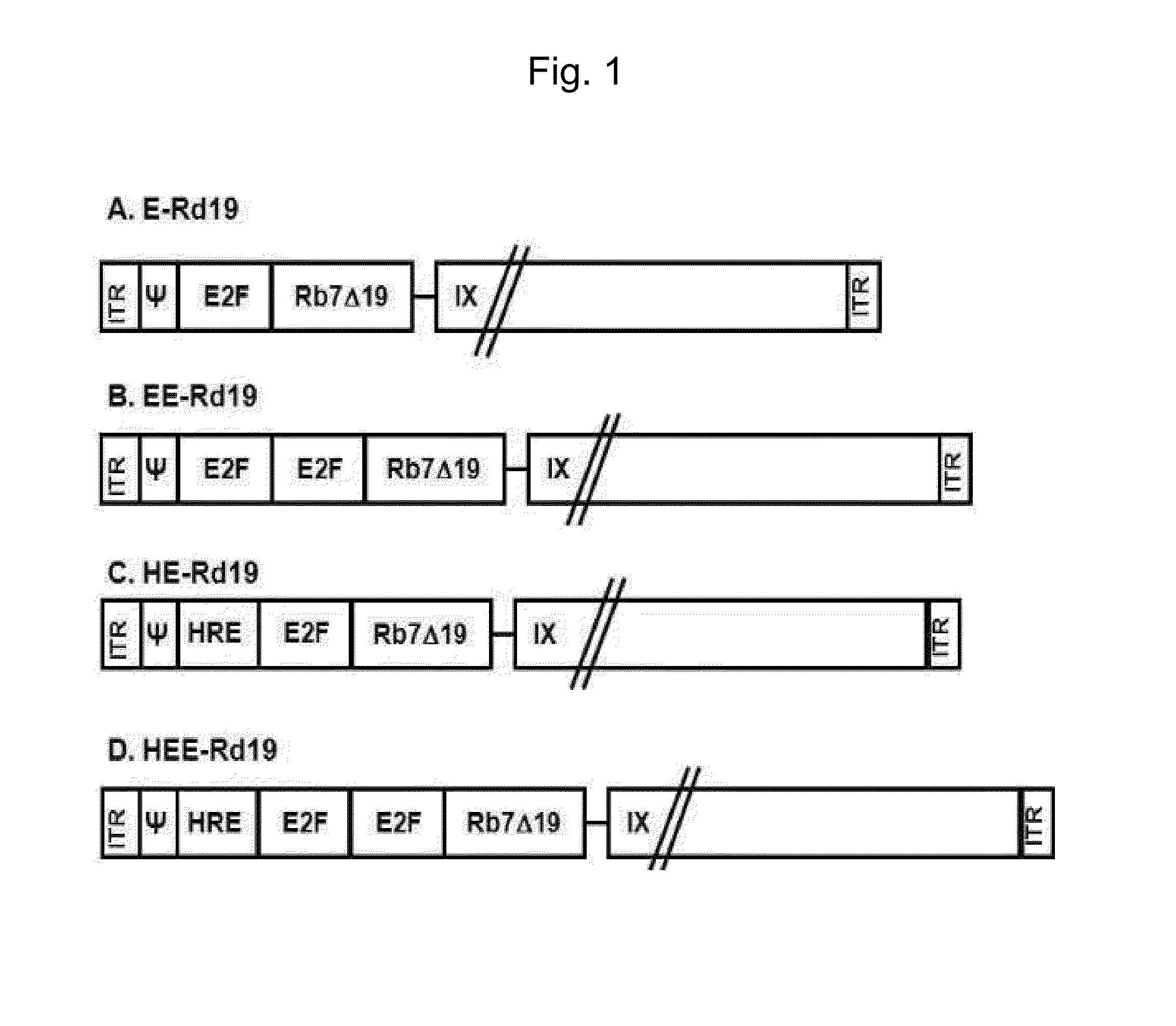 Gene delivery system having enhanced tumor-specific expression, and recombinant gene expression regulating sequence