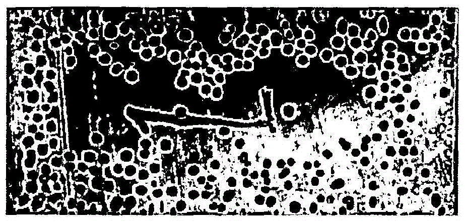 Saving type duplex stainless steel and preparation method thereof