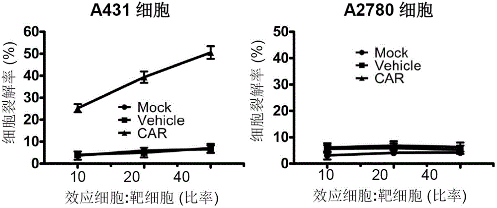 Genetically engineered lymphocyte targeting Human EGFR (Epidermal Growth Factor Receptor), preparation method and application of genetically engineered lymphocyte