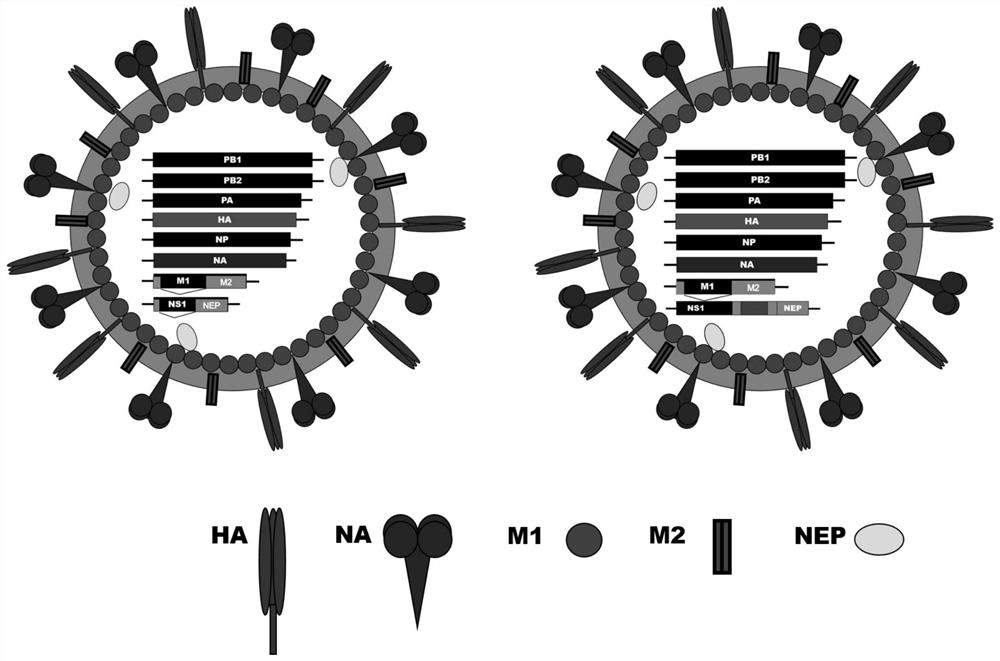 Recombinant influenza virus carrying Helicobacter pylori, host cell and preparation method and application thereof