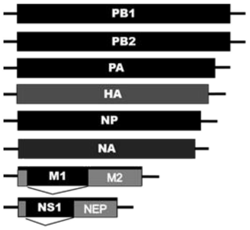 Recombinant influenza virus carrying Helicobacter pylori, host cell and preparation method and application thereof