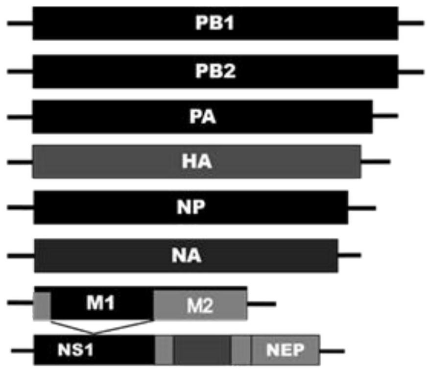 Recombinant influenza virus carrying Helicobacter pylori, host cell and preparation method and application thereof