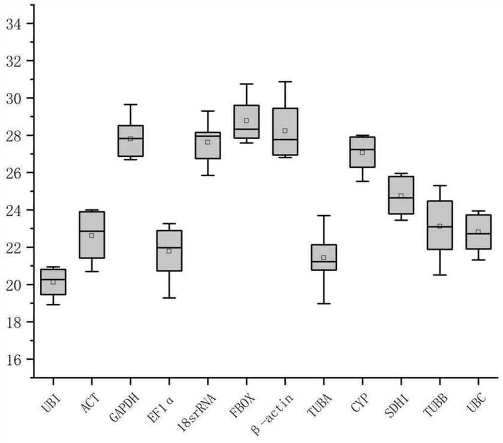 Fluorescent quantitative reference genes of different tissue of cryptomeria fortunei as well as special primer and application of fluorescent quantitative reference genes