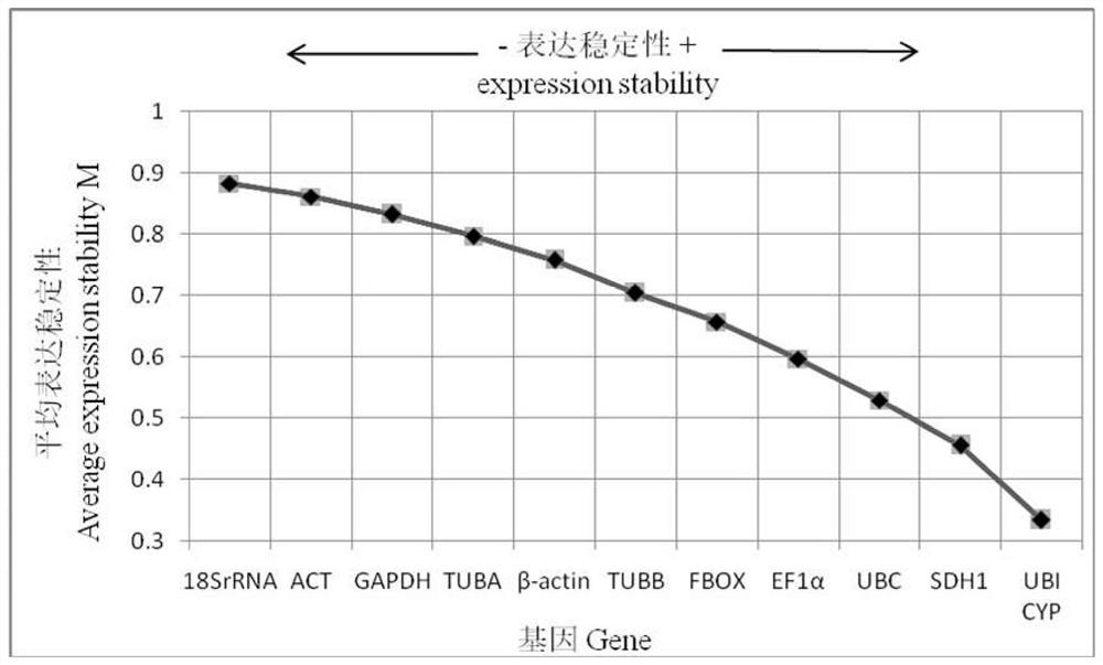 Fluorescent quantitative reference genes of different tissue of cryptomeria fortunei as well as special primer and application of fluorescent quantitative reference genes