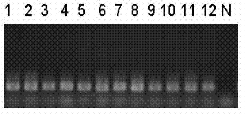 HLA gene specific PCR amplification primer, HLA typing method and kit