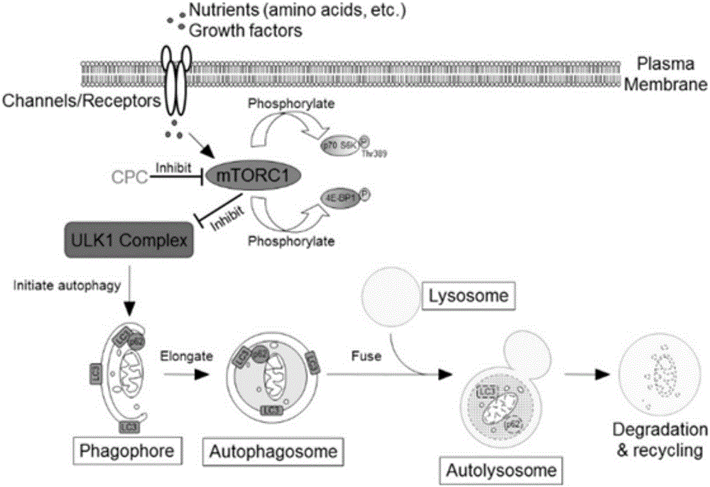 Application of alkyl pyridine compound to preparation of medicine for inducing cell autophagy and method for inducing cell autophagy