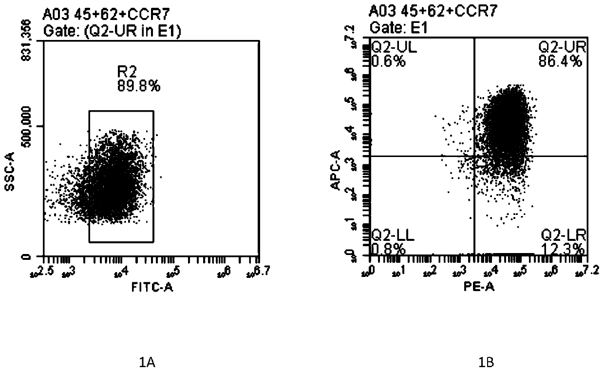 Culture method of wettability T cells