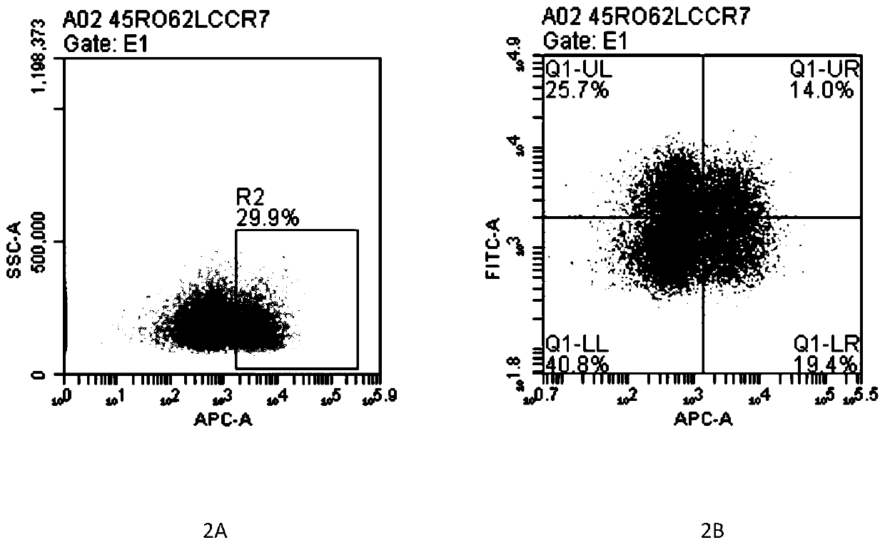 Culture method of wettability T cells