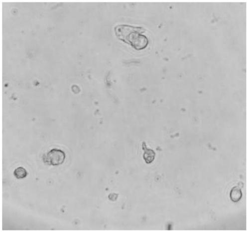 A kind of cultivation method of naked mole rat cardiomyocytes