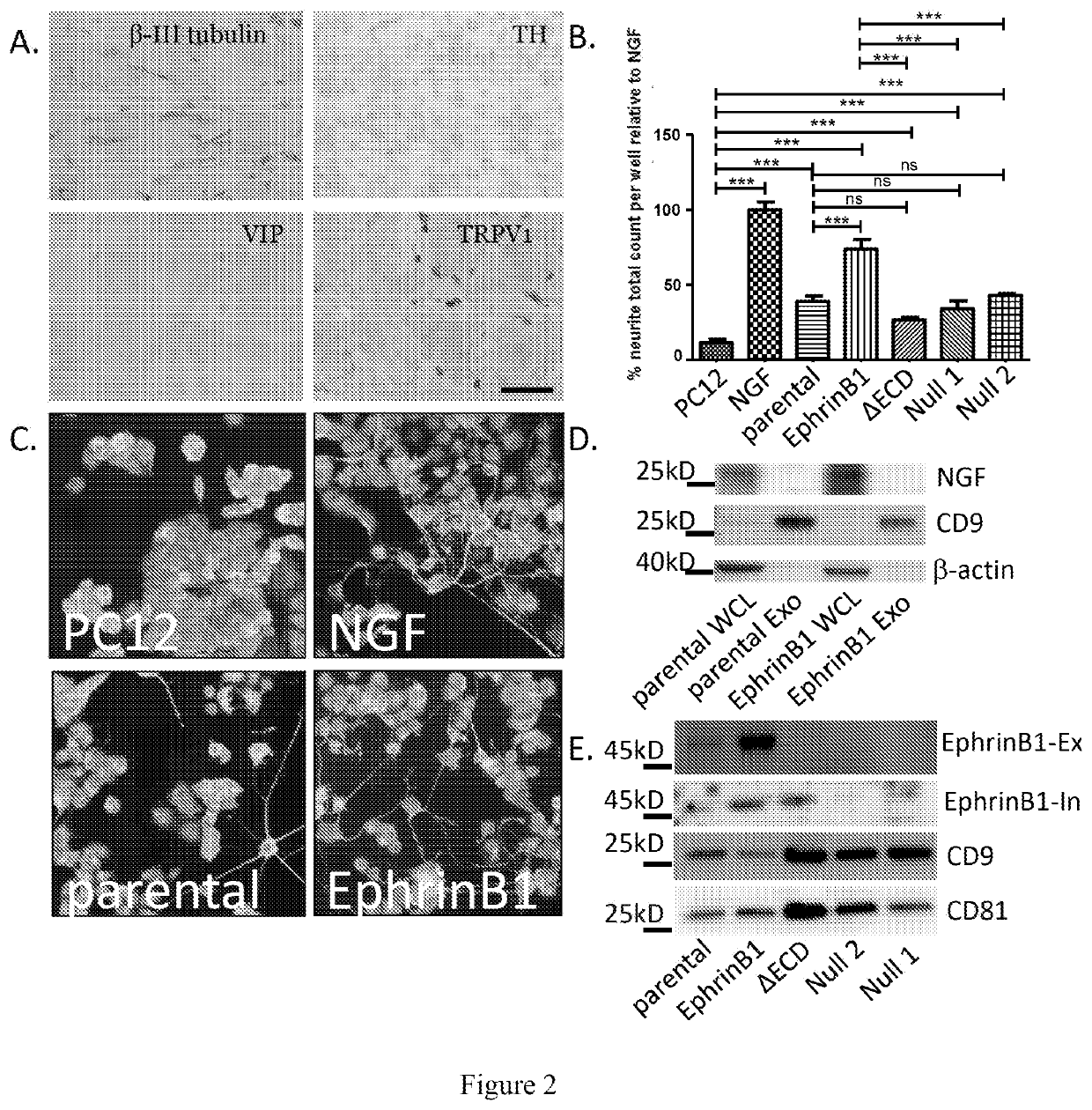 Inhibitors of ephrin b1 for tumor treatment