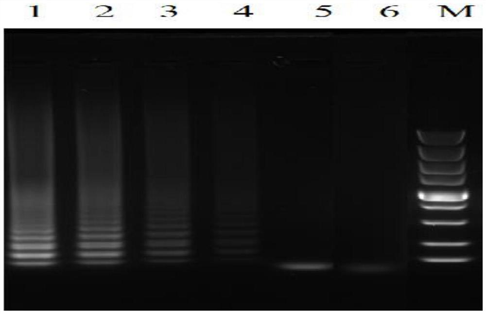 Novel duck dependoparvovirus loop-mediated isothermal amplification detection primer group and kit