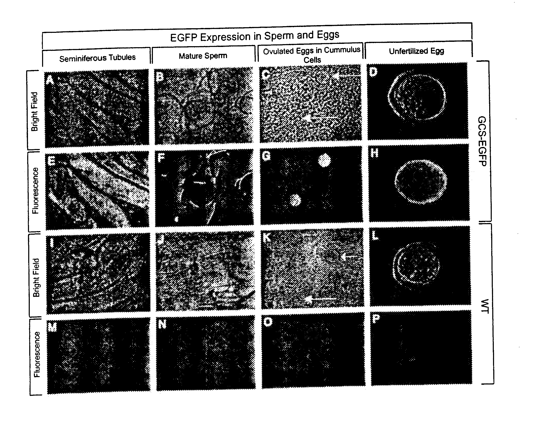 Transgenic rats and spermatogonial stem cells