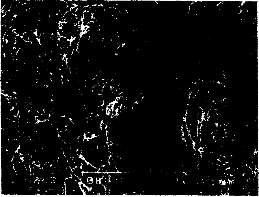 Three-dimensional porous tissue engineering stand material and preparation thereof