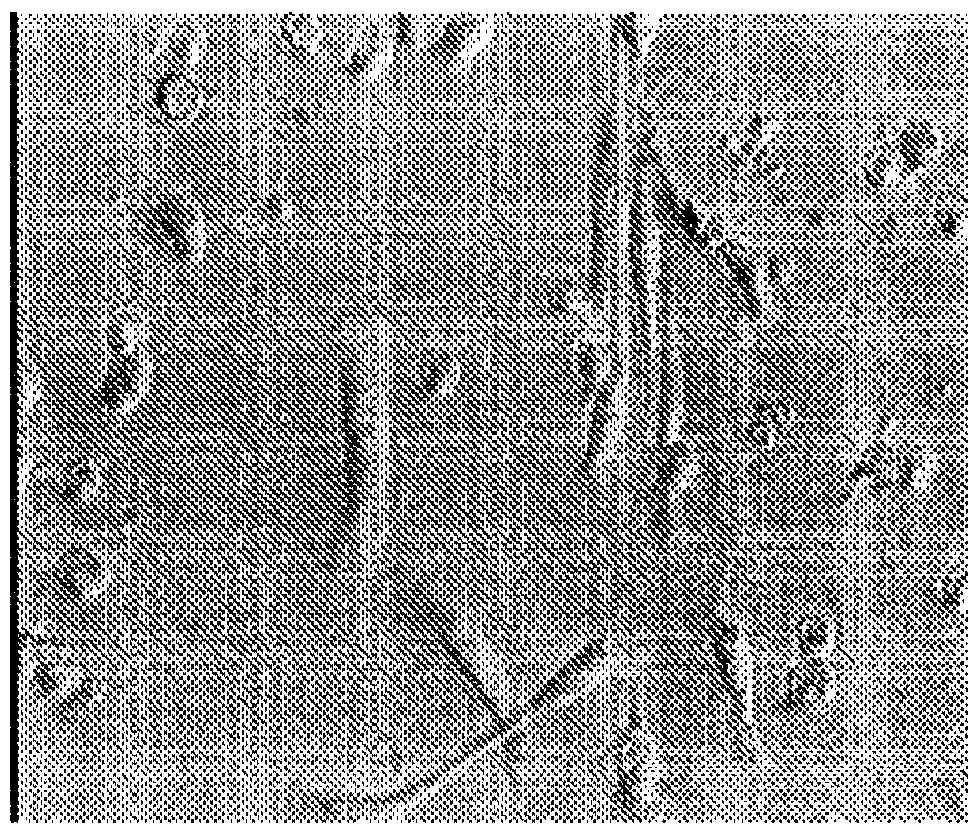 Process for isolating nucleated cells and nucleated cell populations and uses thereof