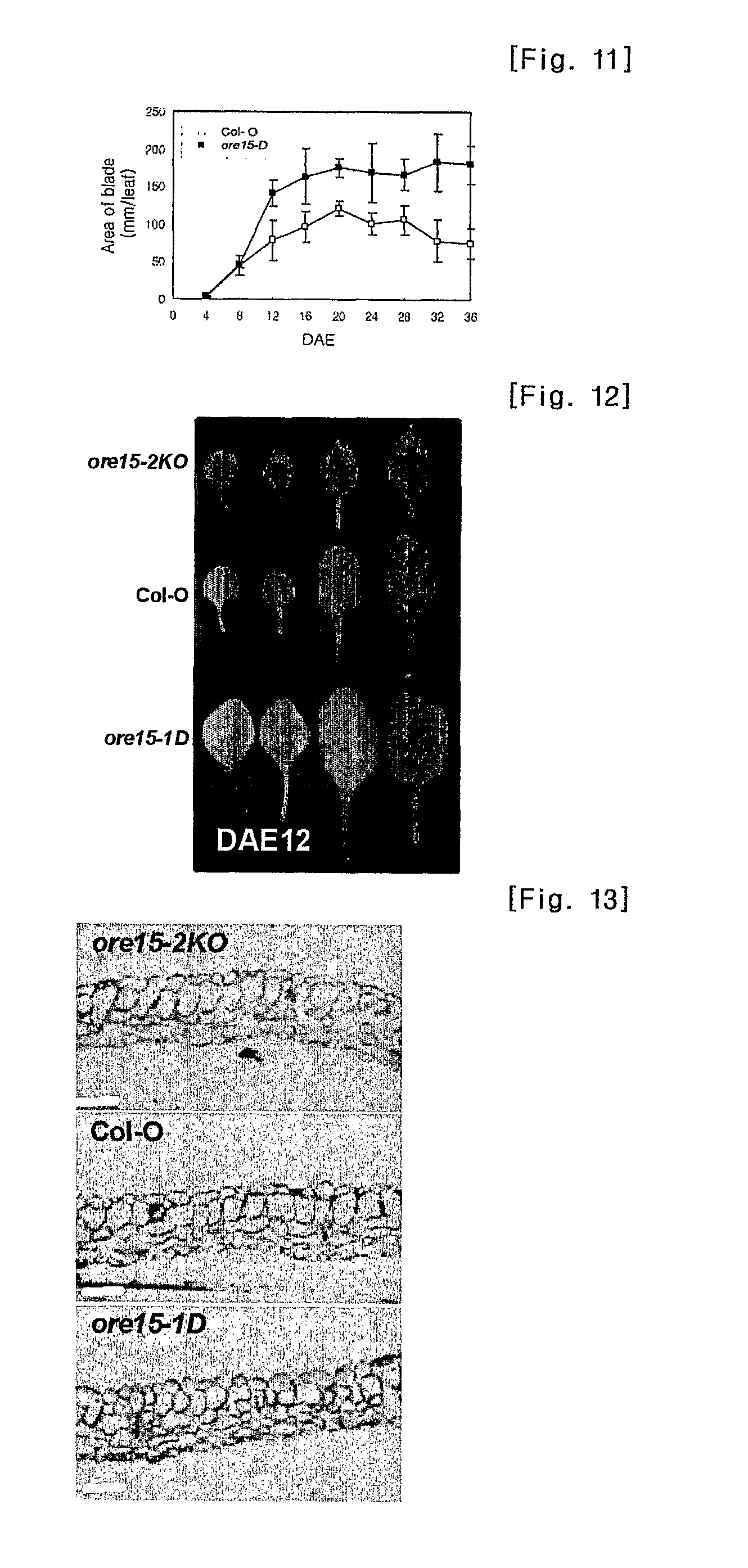 Protein regulating leaf longevity of plants, the gene thereof and their use