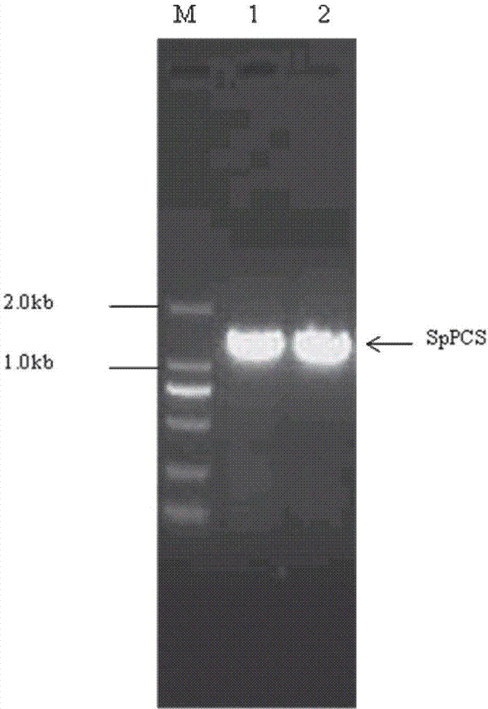 Genetic engineering strain enriched with heavy cadmium, as well as construction and application thereof