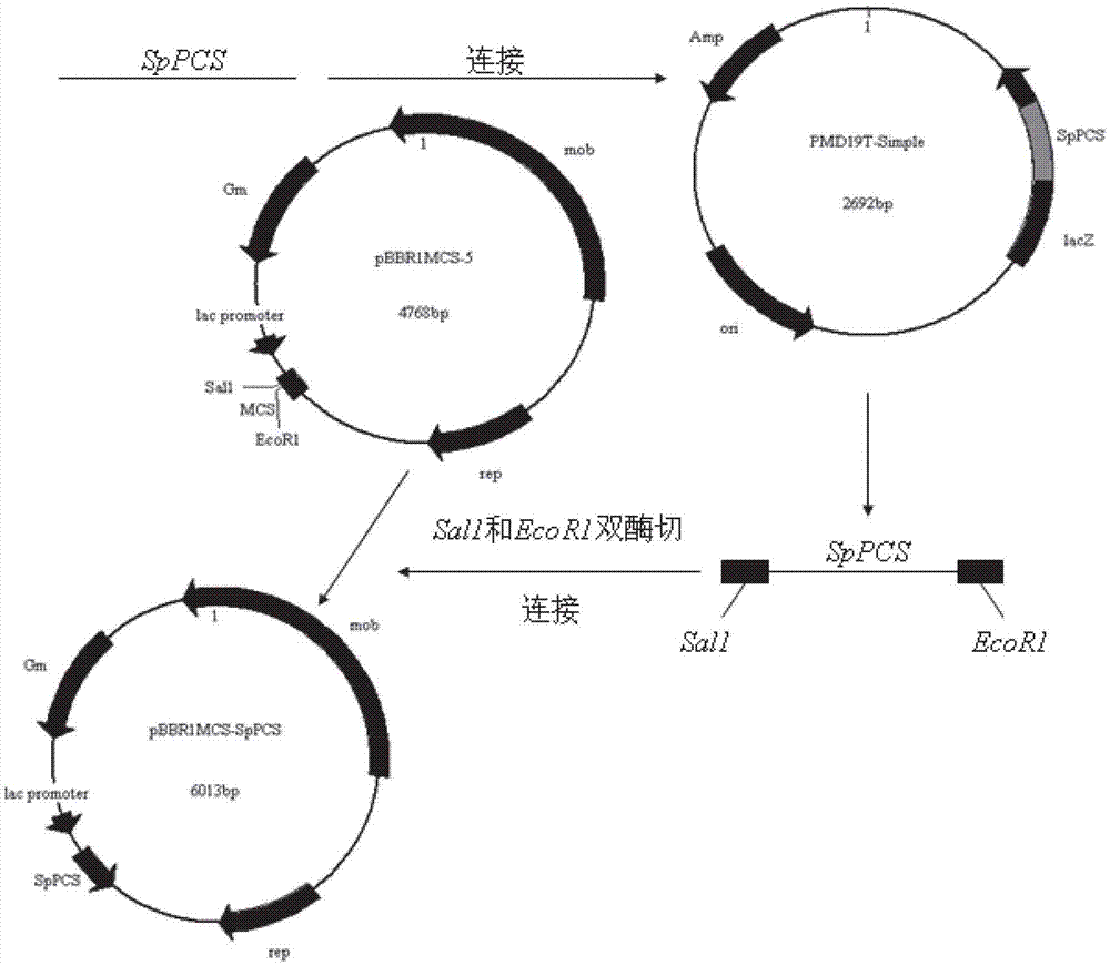 Genetic engineering strain enriched with heavy cadmium, as well as construction and application thereof