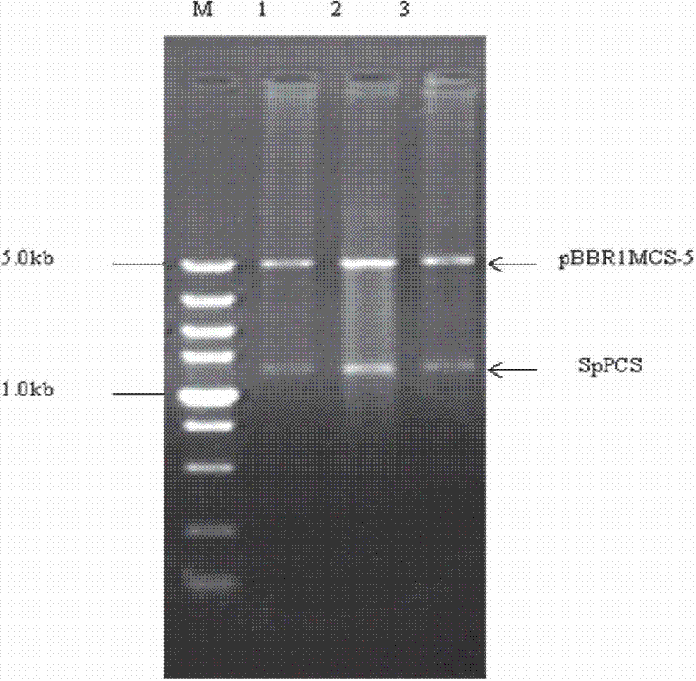 Genetic engineering strain enriched with heavy cadmium, as well as construction and application thereof