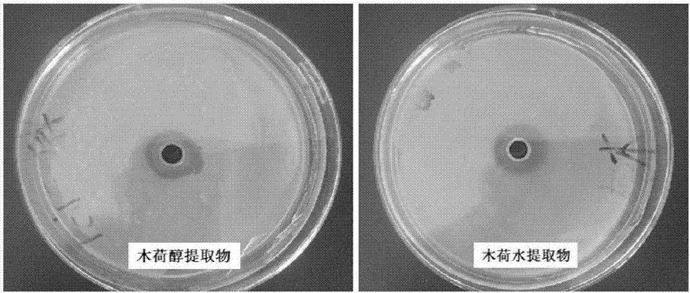 Schima superba extract and applications thereof