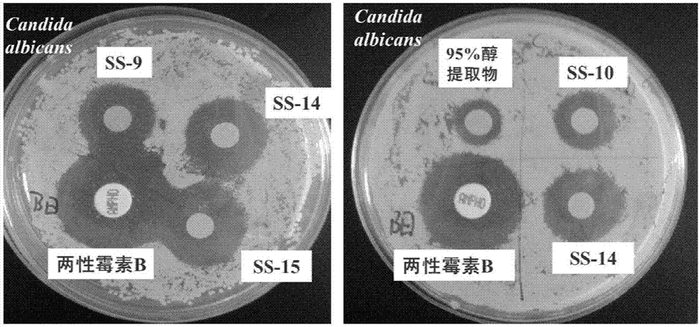 Schima superba extract and applications thereof