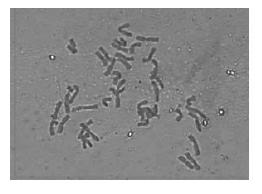 Method for cutting wheat chromosomes by SLmuCUT (molecular machine industry, MMI) system