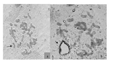 Method for cutting wheat chromosomes by SLmuCUT (molecular machine industry, MMI) system