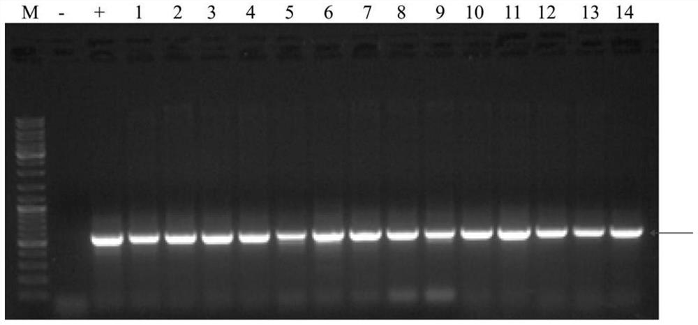 SgRNA for improving drought tolerance and saline-alkaline tolerance of cotton and application of sgRNA