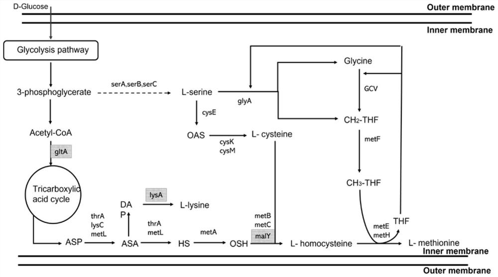 Recombinant escherichia coli capable of producing L-methionine at high yield without action of exogenous amino acid and application of recombinant escherichia coli