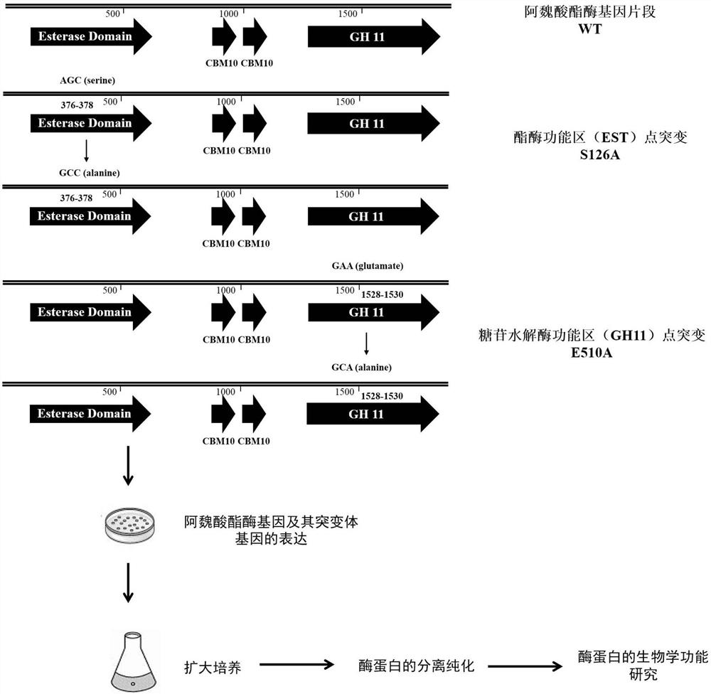 A kind of ferulic acid esterase, mutant and application