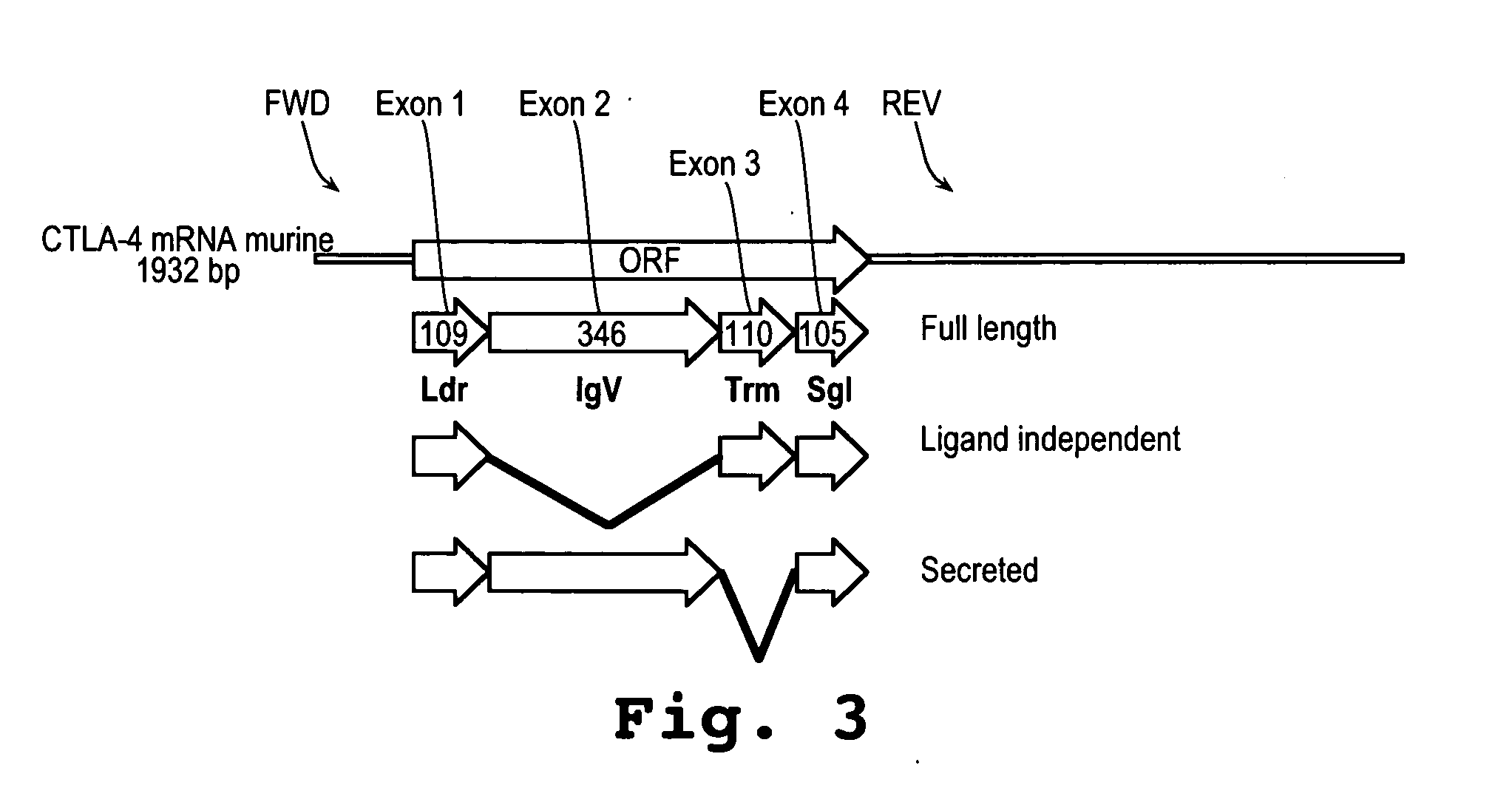 Immunosuppression compound and treatment method