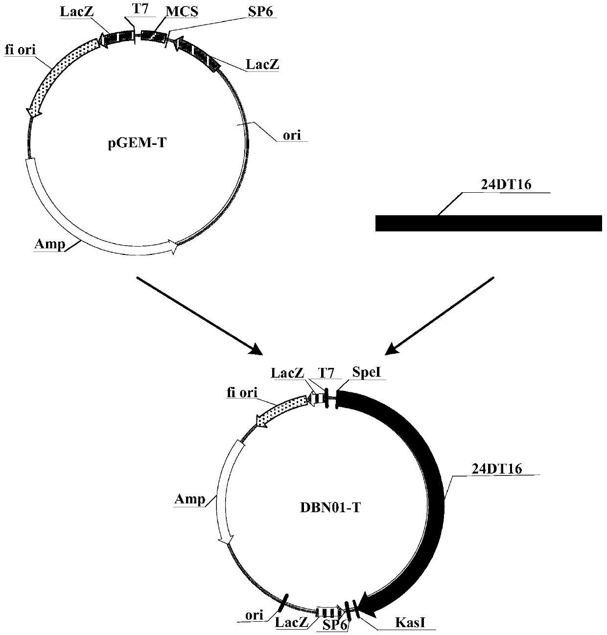 Herbicide resistance protein, its encoding gene and use