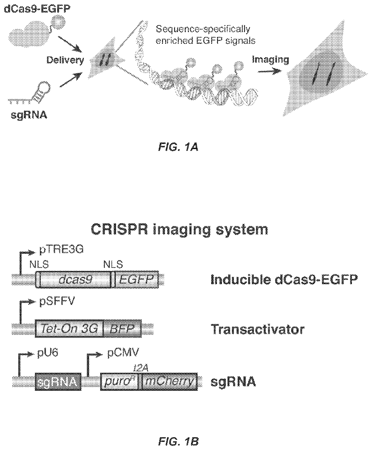 Optimized small guide RNAs and methods of use