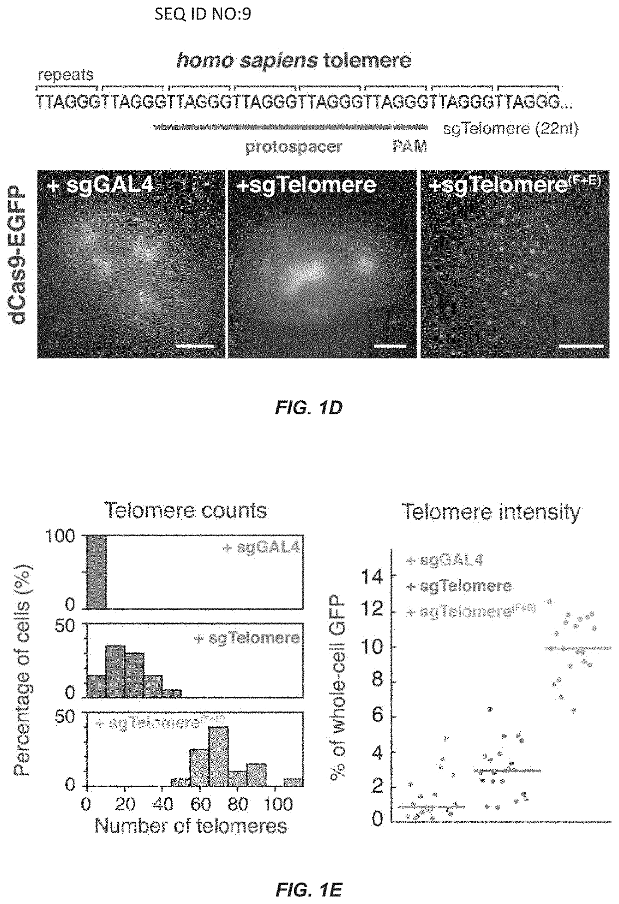 Optimized small guide RNAs and methods of use