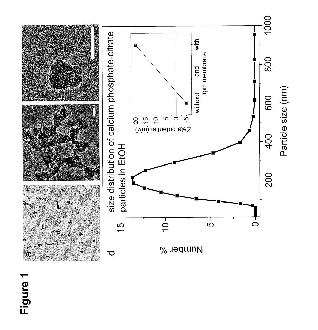 Mesoporous calcium phosphate-citrate nanoparticles and uses thereof