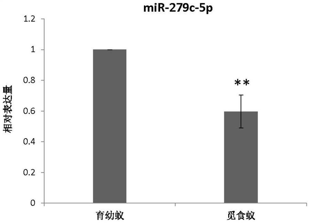 A kind of small molecular RNA that regulates individual division of labor in red import ant workers and its application