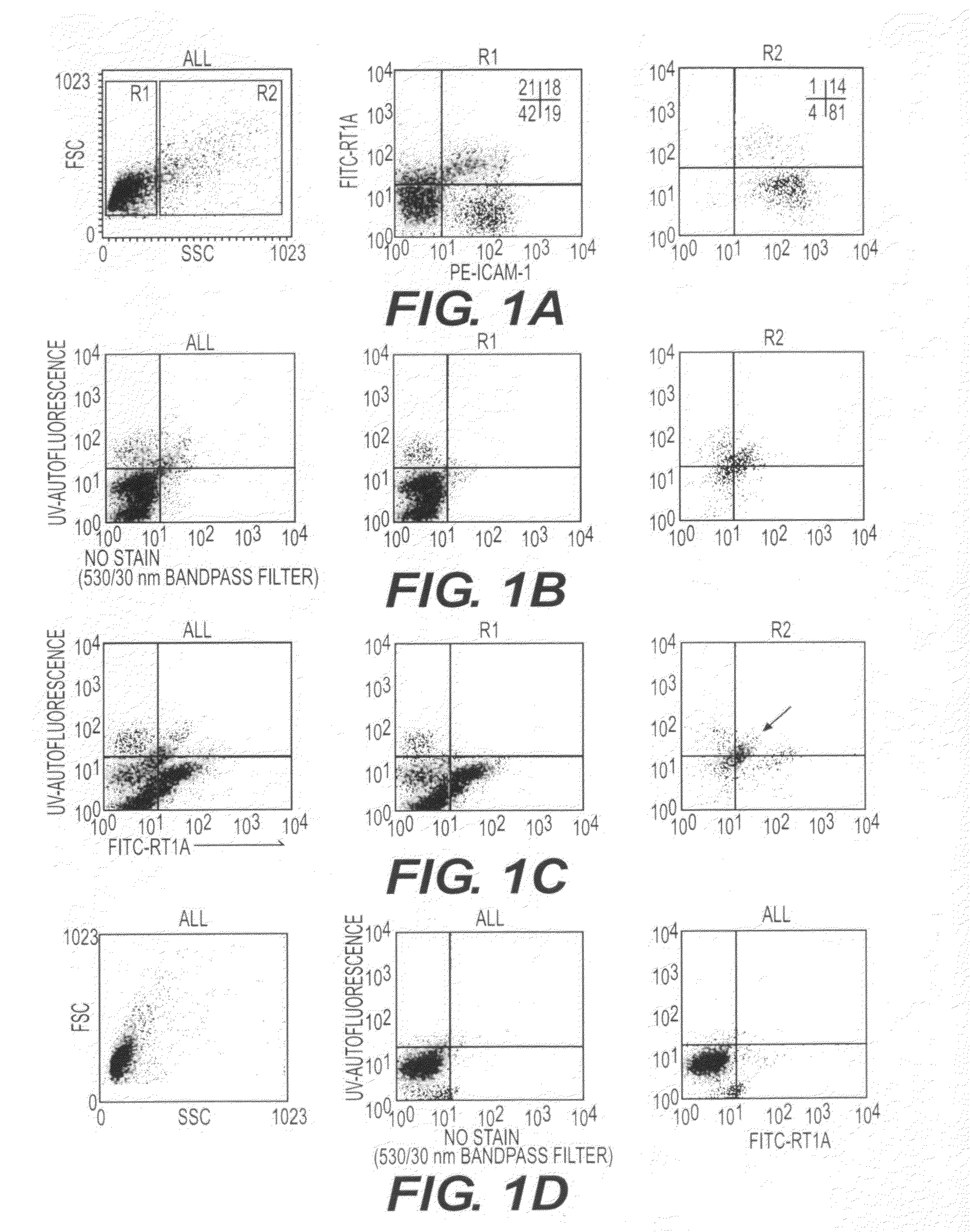 Hepatic stellate cell precursors and methods of isolating same