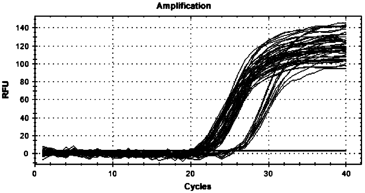 Method for detecting CNV (copy number variation) mark of MAPK10 gene of Nanyang cattle and application thereof