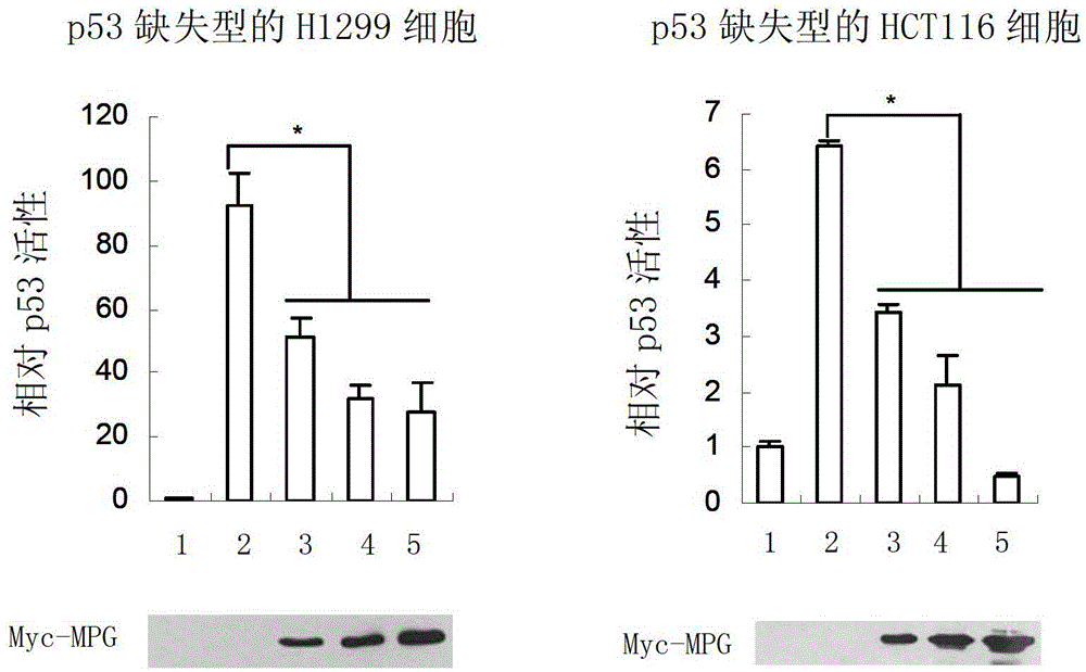 Application of MPG protein in inhibition of transcription of p53 gene