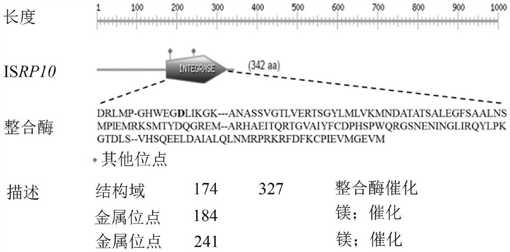 Construction system of novel transposon mutant strain library, novel transposon mutant library and application