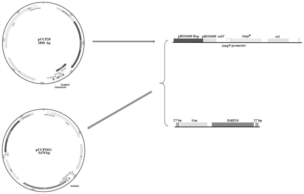 Construction system of novel transposon mutant strain library, novel transposon mutant library and application