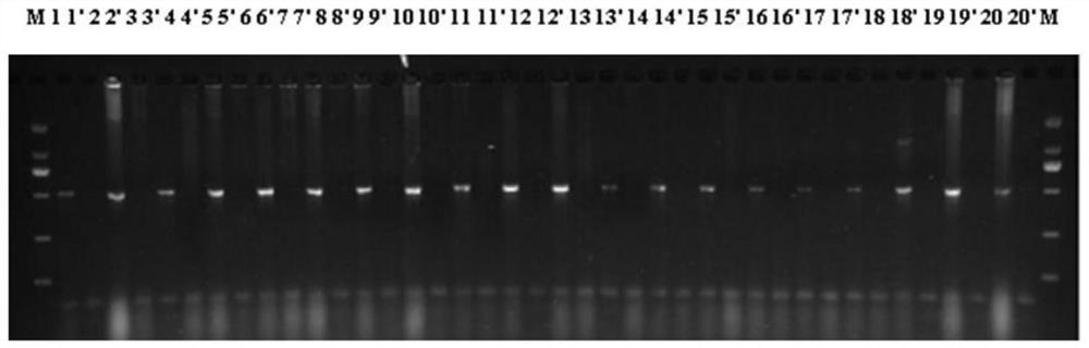 A molecular biological identification method and its application for the sex of dioecious plants of the genus Asparagus