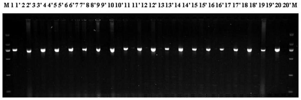 A molecular biological identification method and its application for the sex of dioecious plants of the genus Asparagus