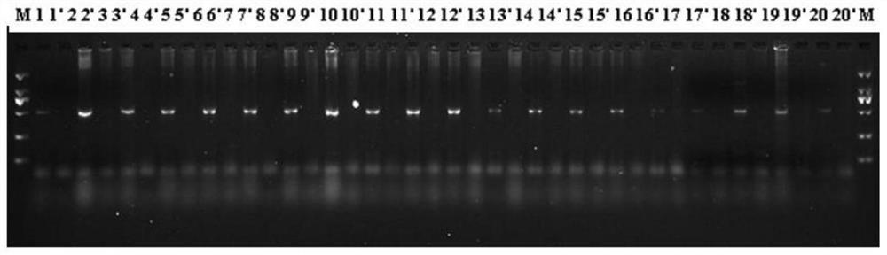 A molecular biological identification method and its application for the sex of dioecious plants of the genus Asparagus