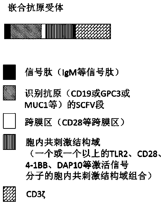 Genetically-modified immune cells and preparation method and application thereof