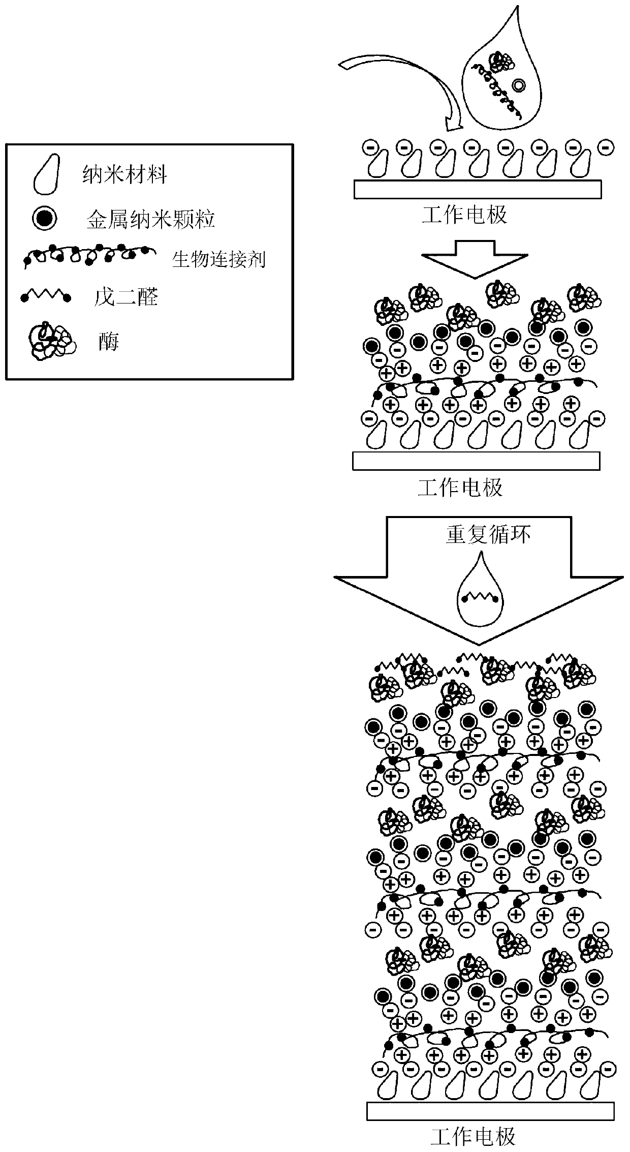 Durable enzyme-based biosensor and process for drop deposition immobilization