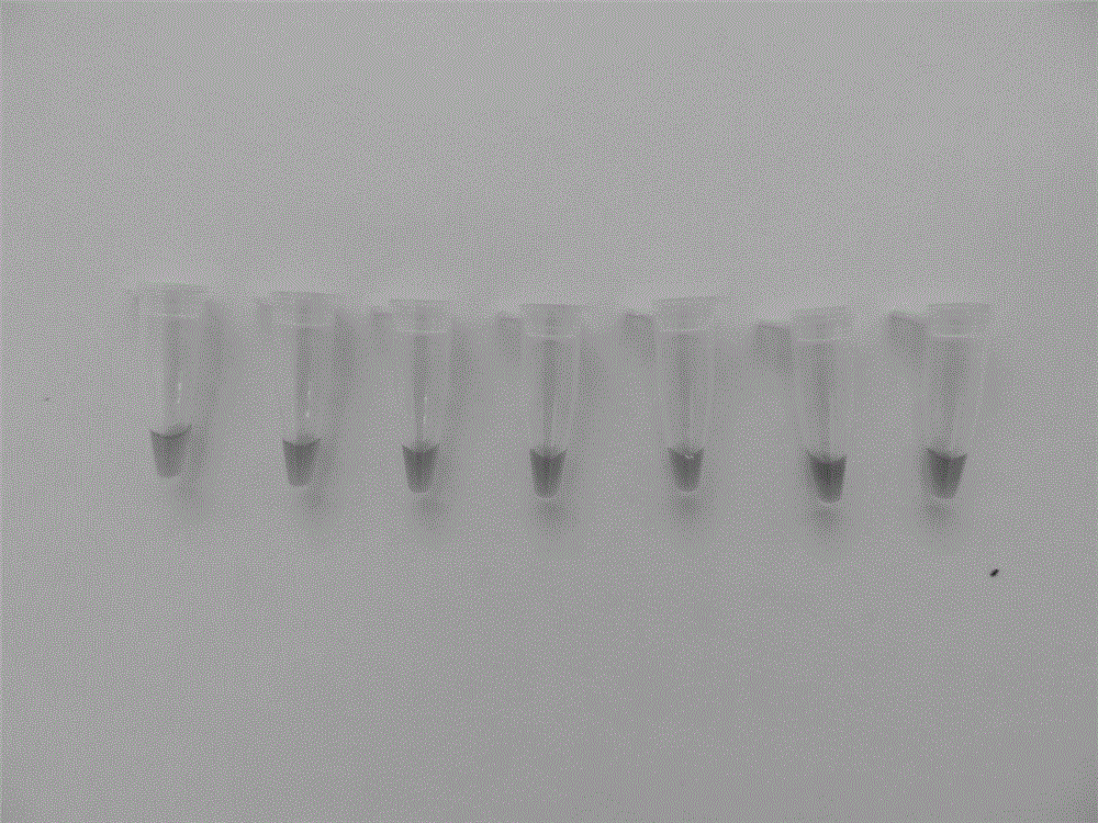 Reverse transcription loop-mediated isothermal amplification primer, kit and detection method for visually detecting Hobi-like pest virus