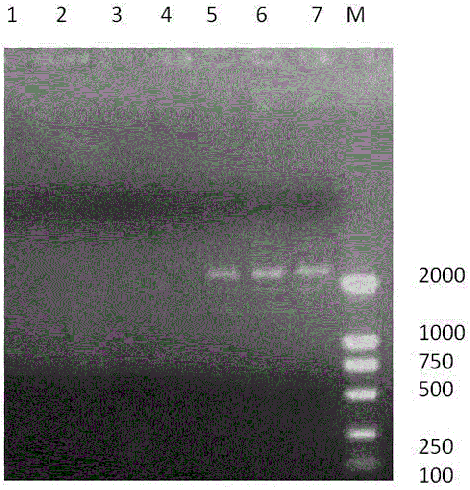 Reverse transcription loop-mediated isothermal amplification primer, kit and detection method for visually detecting Hobi-like pest virus