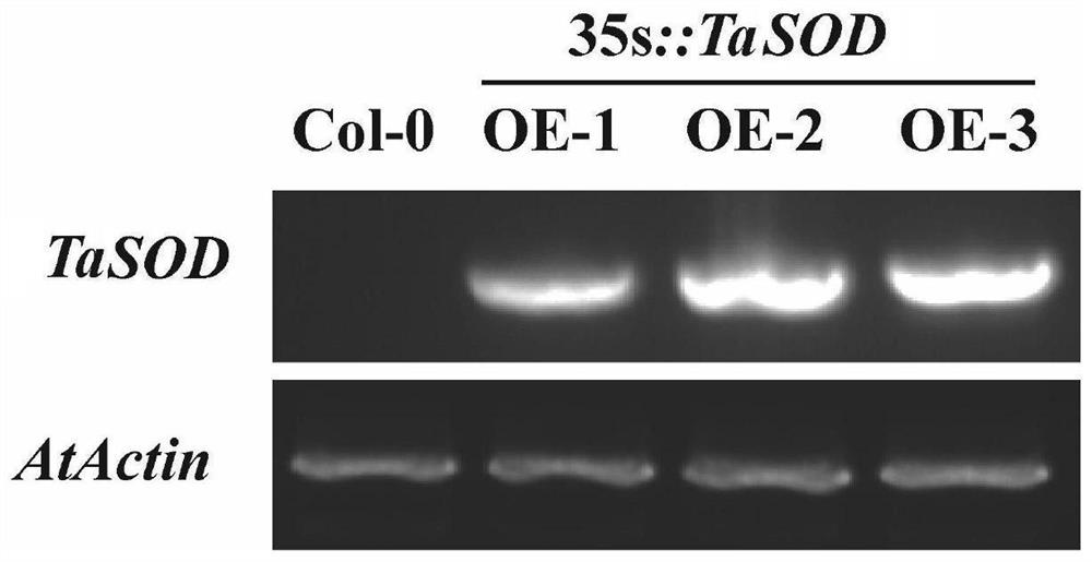 Plant flowering regulation related protein TaSOD as well as coding gene and application thereof