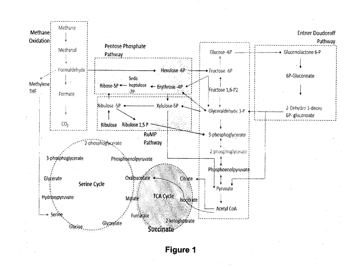 Production of succinic acid from organic waste or biogas or methane using recombinant methanotrophic bacterium